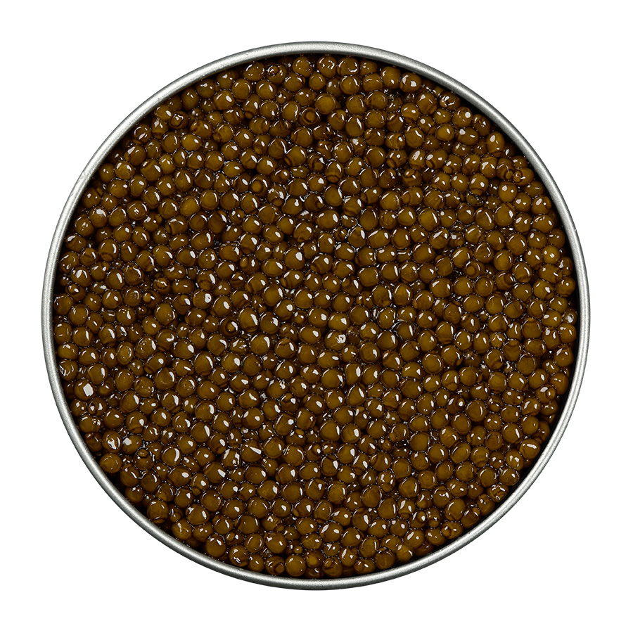 Kaluga - Acipenser Caviar