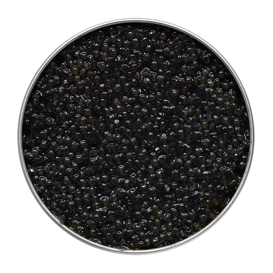 Transmontanus - Acipenser Caviar