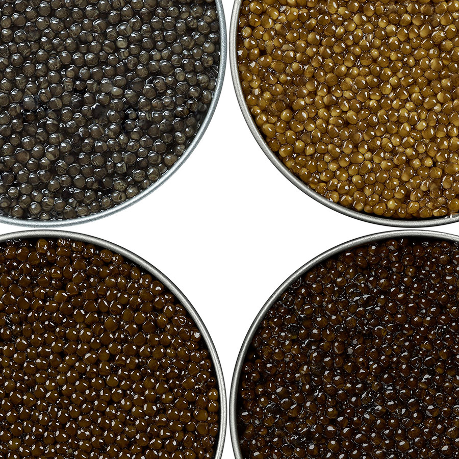 Sélection découverte - Acipenser Caviar